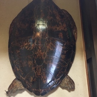 居酒屋の備品あげますの画像