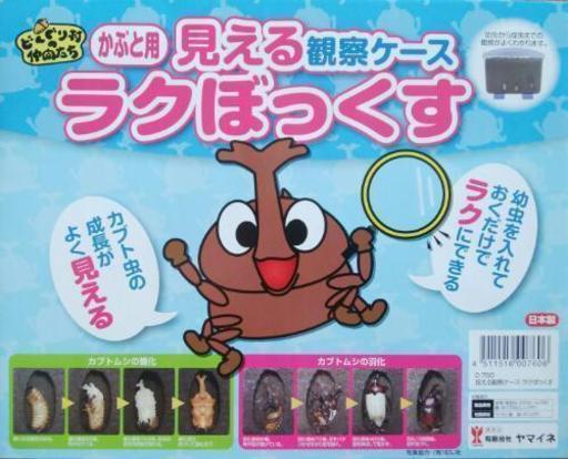 国産カブトムシ幼虫3頭＋観察ケースセット