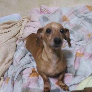 ミニチュアダックスフンド♀　6歳