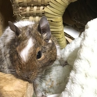 パイドデグー 男の子 1歳1ヶ月