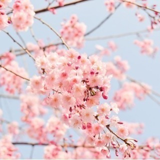 桜🌸インスタ 撮影 仲間 Instagram お花見