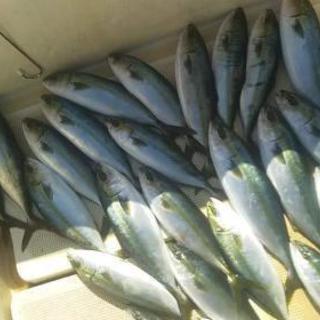 船釣り調査員募集！