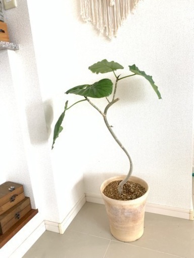 観葉植物★ウンベラータ