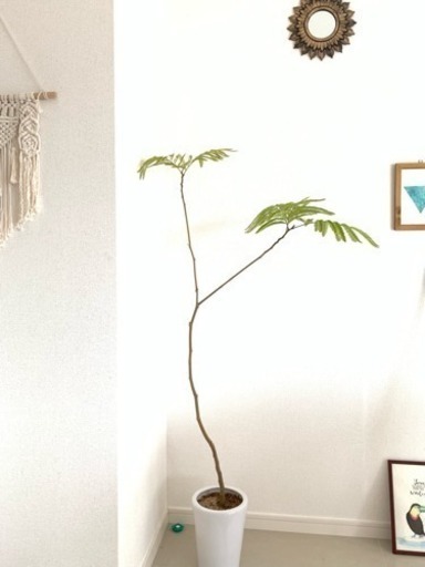 観葉植物★エバーフレッシュ