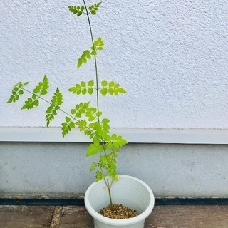 バラ用プランター 白萩 龍の髭など まとめての画像