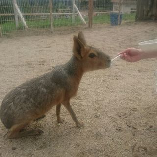 ４月６日(土)神戸市立王子動物園に行ける方(*^▽^*)