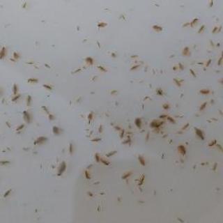 オオミジンコ‼️メダカの生き餌　本日のみの画像