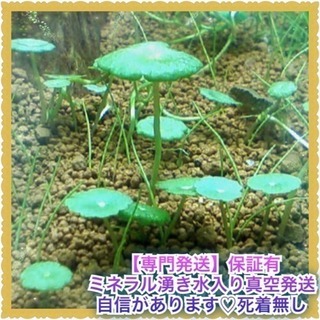 70本  ウォーターコイン 新芽 +αおまけ付
