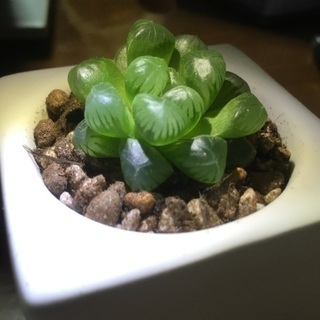多肉植物好きな方