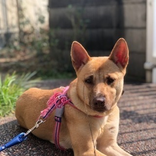 トラバサミの犠牲になったミーナの家族を募集しています。
