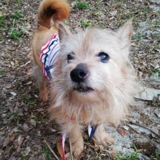 犬友募集中