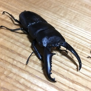 ツシマヒラタクワガタ ♂♀♀
