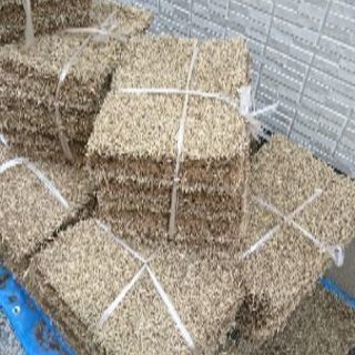 芝生（つくば姫）13束あります 最終値下げ