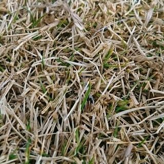 芝生（つくば姫）13束あります 最終値下げの画像