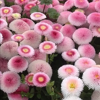 グループチャットメンバー募集🎵🎵全国なんでー。(^-^)