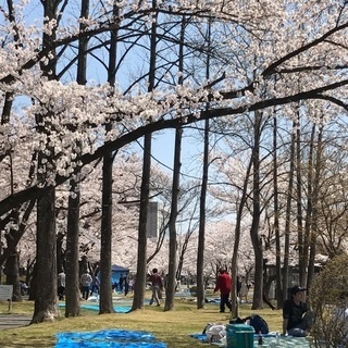 🌸🌸郡山で遊び隊🌸🌸いよいよ開成山公園お花見来週開催！！ - 友達