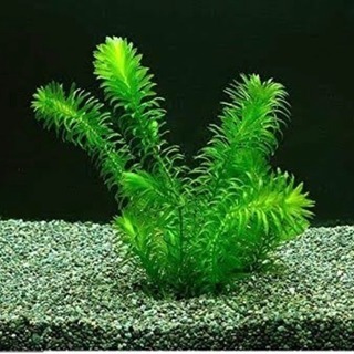 アナカリス(オオカナダモ) シュリンプ 熱帯魚 水槽 アクアリウム 