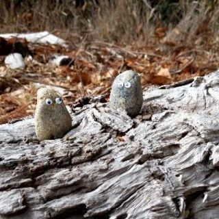 石のペット「スットコどっこい君」の画像