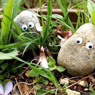 石のペット「スットコどっこい君」の画像