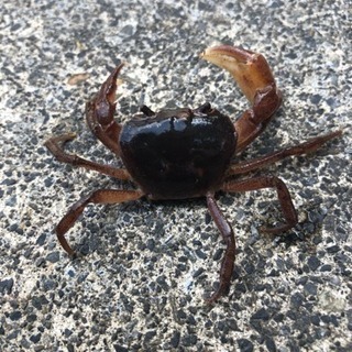 更新❗️サワガニ🦀５匹500円〜