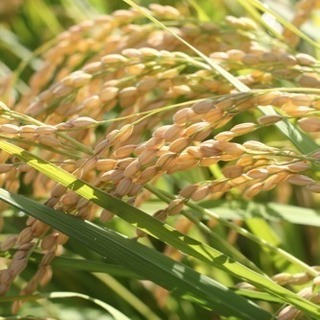 新之助米／10kgの画像