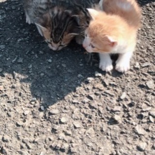 子猫２匹
