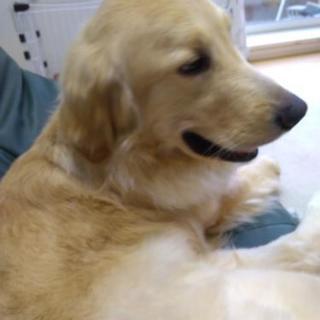 ゴールデンレトリーバー1歳