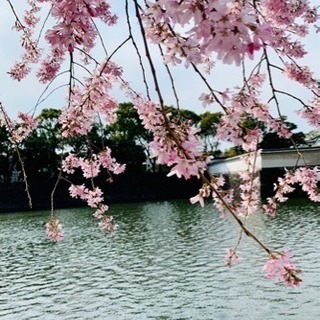平日ランチ友達募集✨✨🌸