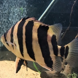ダトニオ