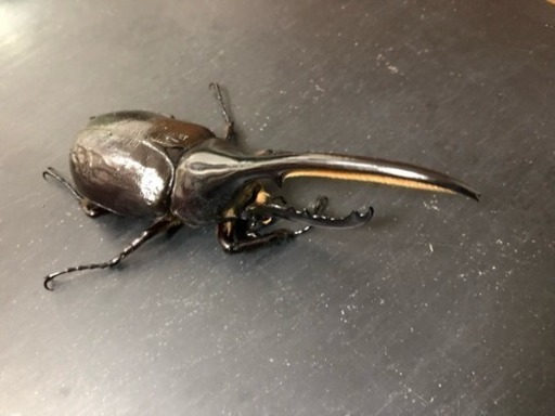 ヘラクレスオオカブト ペア