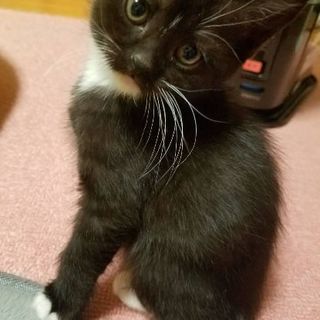 子猫の里親(受付停止中)