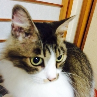 メインクーンと雑種のハーフ 大人しい子 - 猫