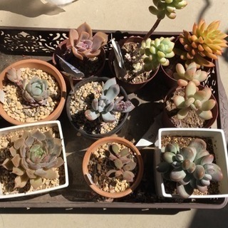 【取引中】多肉植物  