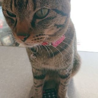 メンタル弱い方、趣味仲間募集中 - 高崎市