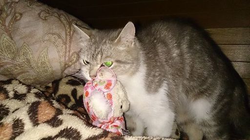 猫好き必見★キュート★2009年 マン島 ネコシリーズ『チンチラキャット』 マン島 キャットコイン Chinchilla Cat カラー銀貨 2009年