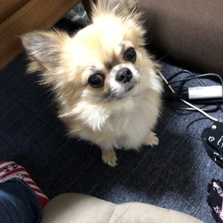 犬友達募集です(^^)
