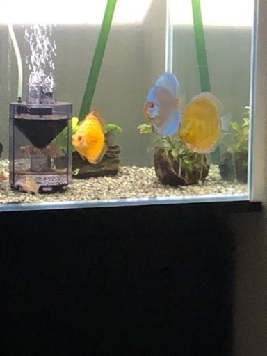 ディスカスセット(熱帯魚水槽)生体