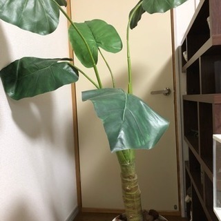 フェイクグリーン 大型の画像