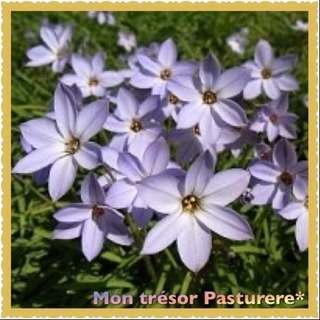 10球  ハナニラ 【野放し・手間いらず】200の画像