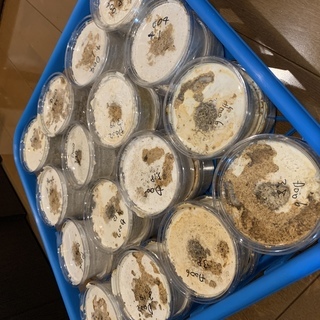 ババオウゴンオニクワガタ 幼虫 1頭
