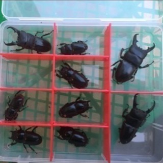 🔴愛知産 本土ヒラタ 1ペア 1000円〜🔴