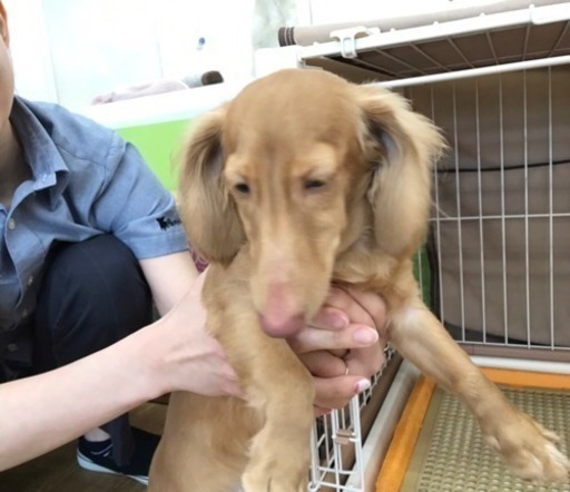 ミニチュアダックスフンド ロング ゴールド (SHIMA) 中新川の犬の里親