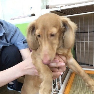 ミニチュアダックスフンド ロング ゴールド