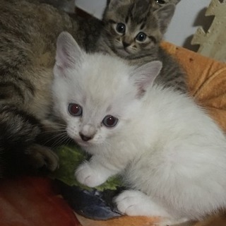 子猫の里親大募集です。(^-^)