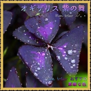 5球 紫の舞  オギザリスの画像