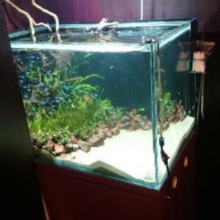 アクアリウムバー🐠ホール女性スタッフ🍸時給1300円以上、ドリンクバックの画像