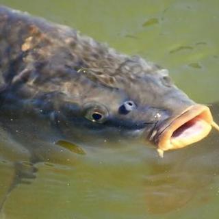 一緒に釣り堀行きませんか？
