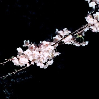 アロマの香りに包まれて英会話IN兼六園夜桜walk