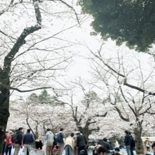 今週の土曜日上野公園でお花見しませんかー？ - 台東区