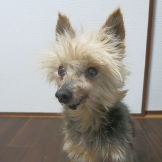 繁殖屋で使われ続けた小さなヨーキー